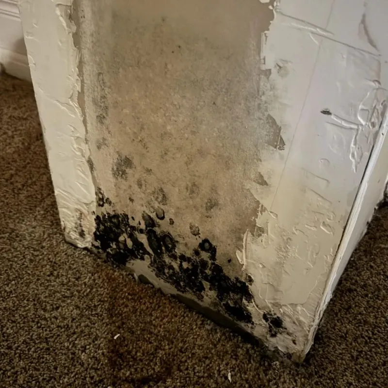 Professional Mold Removal in Ridgecrest, FL